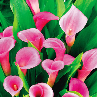 شیپوری صورتی